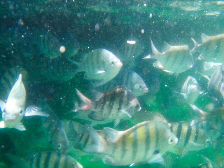 Merrgulho Lagoa Azul, Ilha Grande