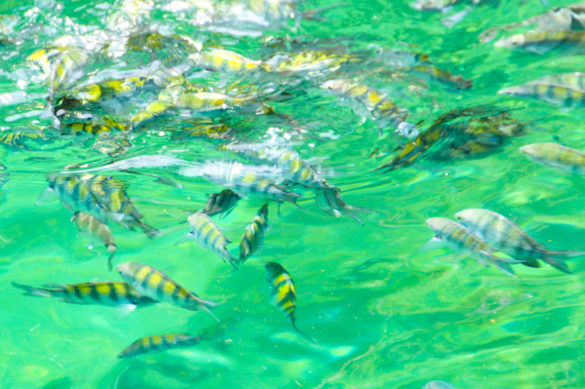 Ilha Grande Paraíso Rio de Janeiro_Lagoa Verde