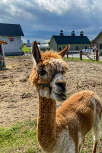 Museu de Agricultura e alimentação de Ottawa no Canadá